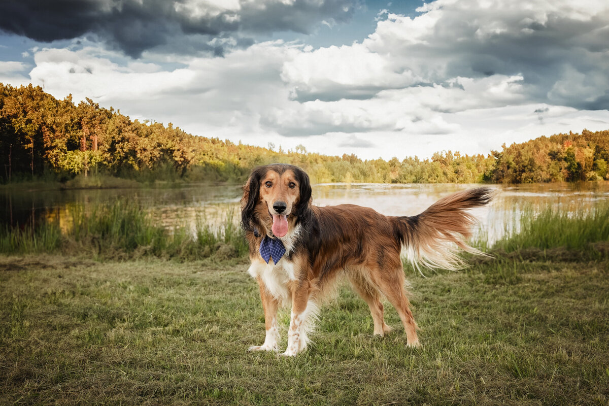 grey-bruce-owen-sound-photographer-pets-6