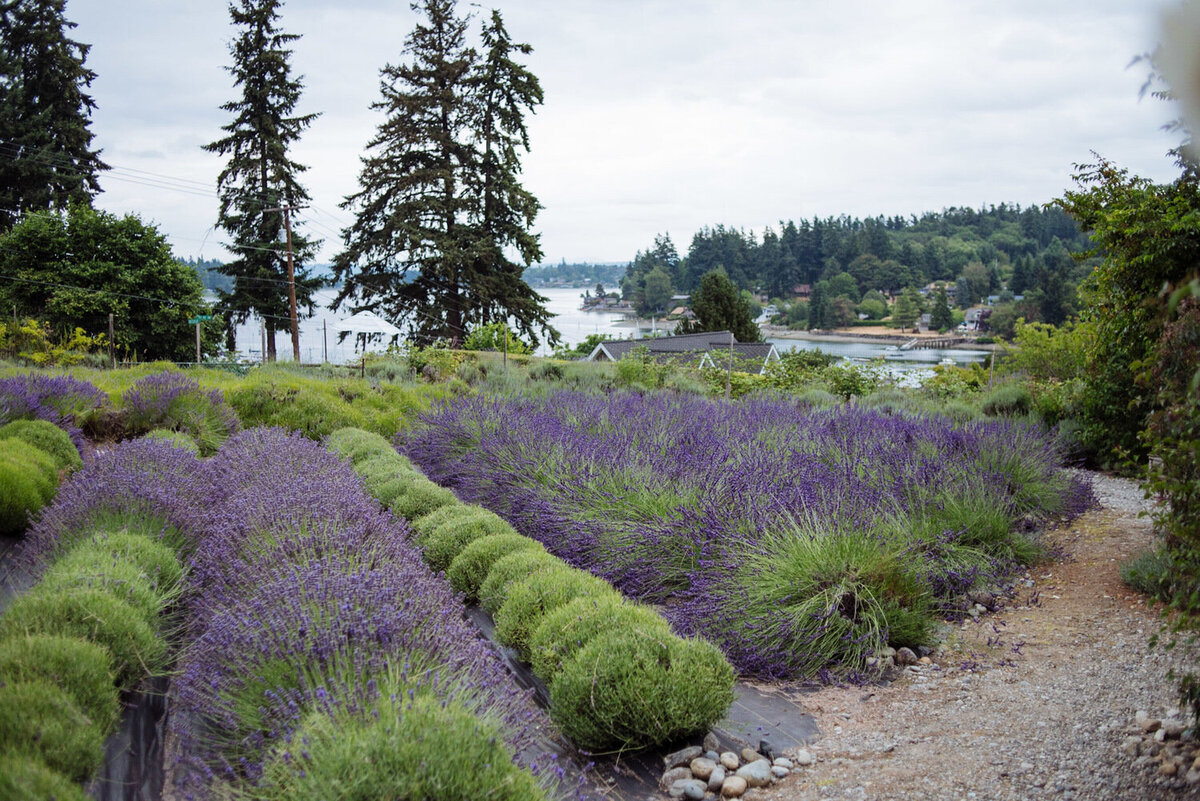 lavender-hill-farm-field-island