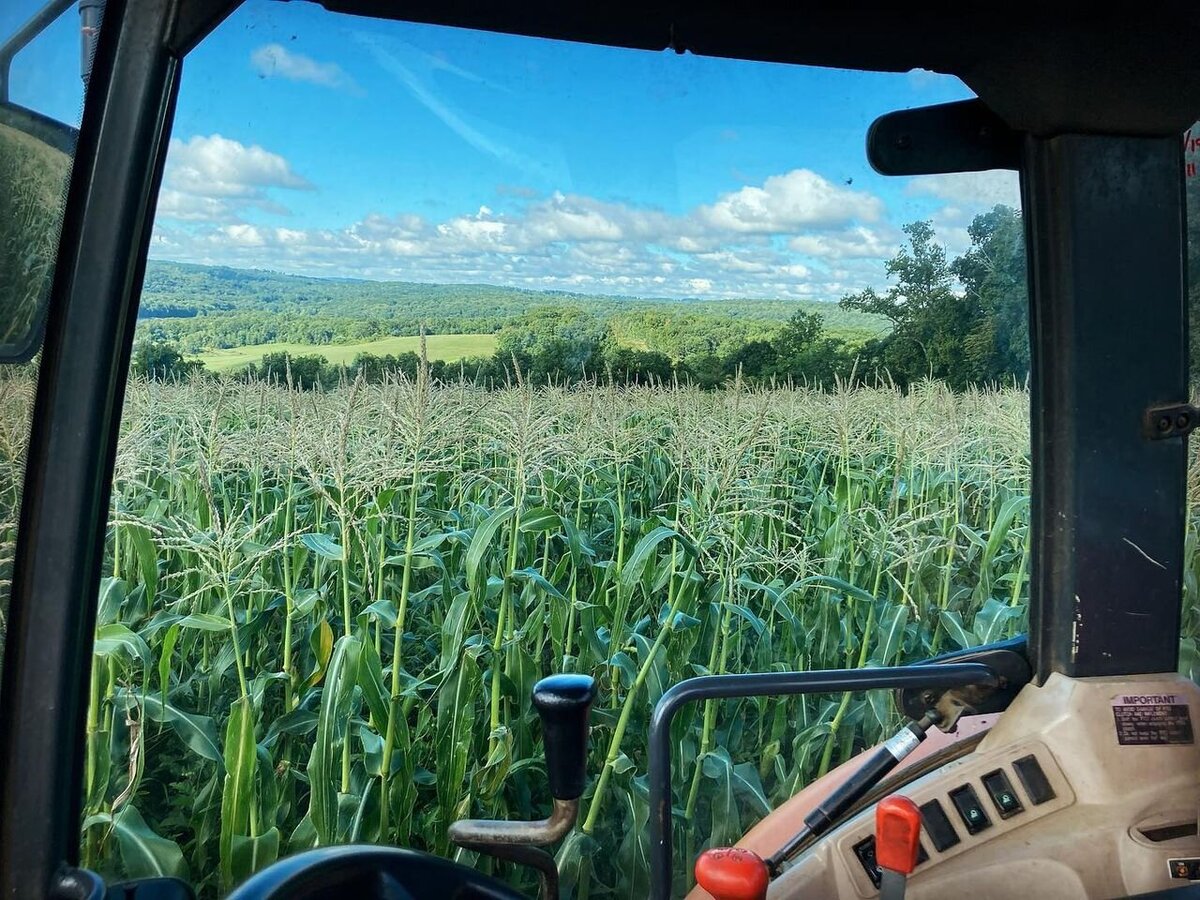 Sweet corn growers in Connecticut