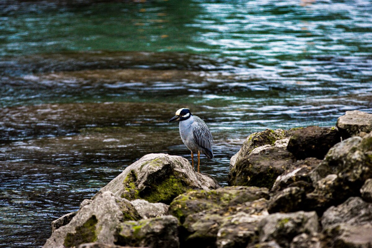 Bird-Rocks-28256cb9-2500