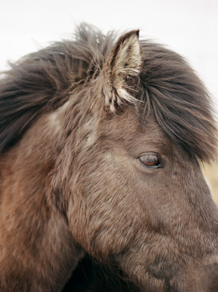 brown icelandic horse