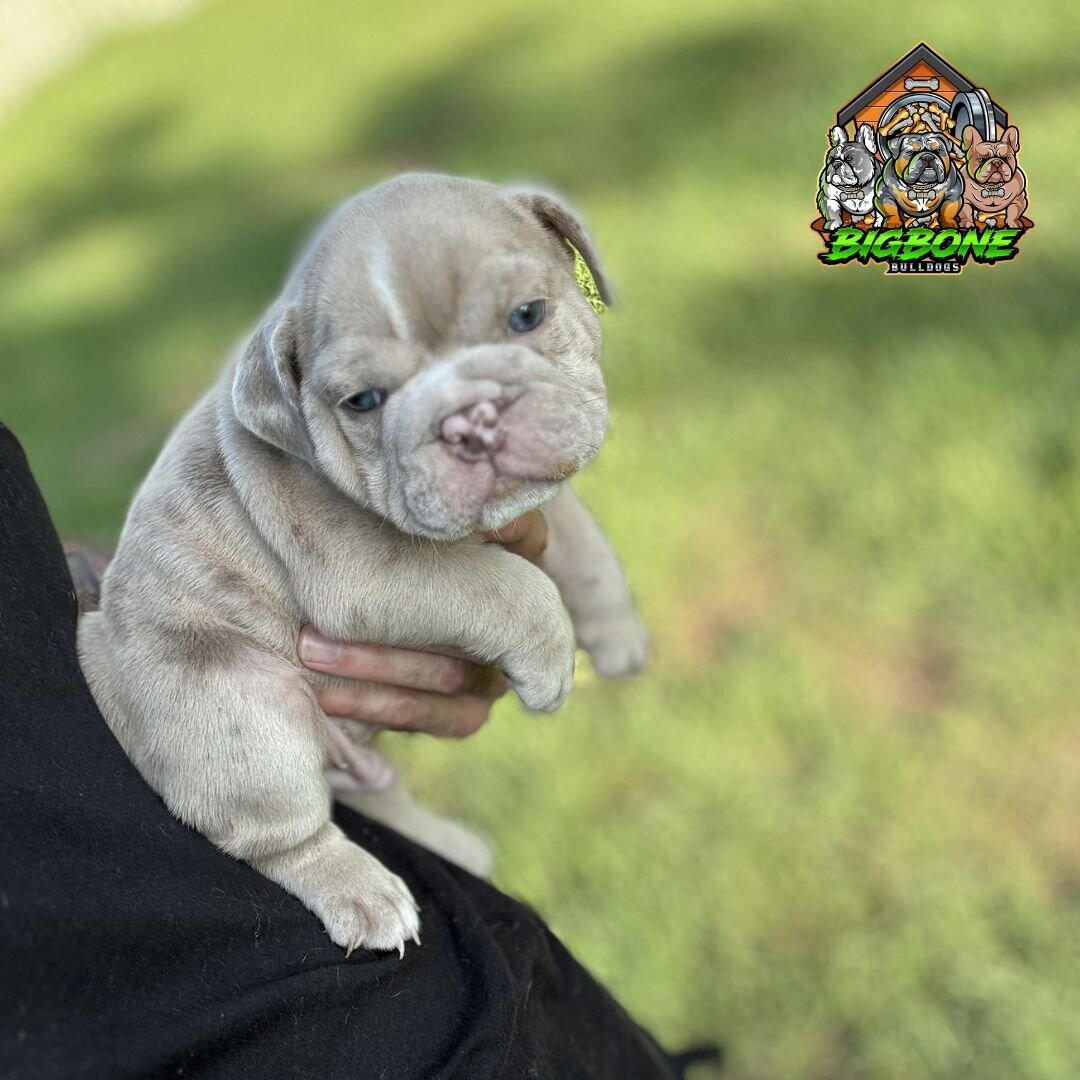 merle eb puppy (1)