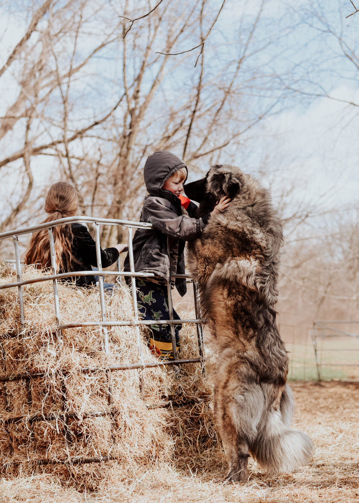 Valiente estrelamountaindogs.com-11