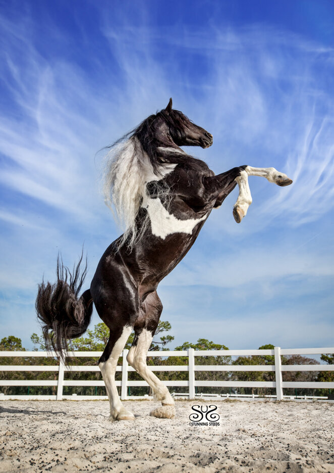 rearing pinto friesian saddlebred horse
