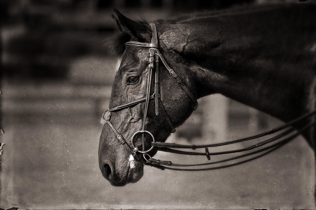 Windwood_Equestrian_riding_lessons_jumper_hunter_Horse_Birmingham237