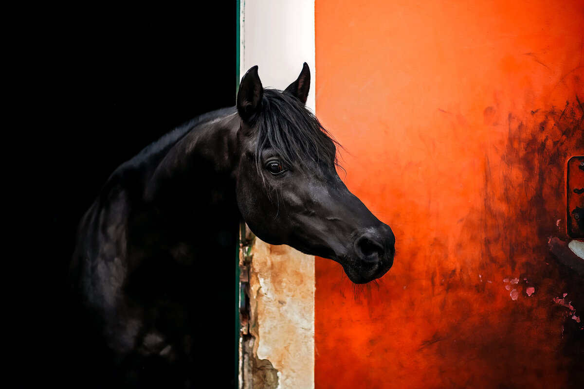 From the Shadows (40x60cm)