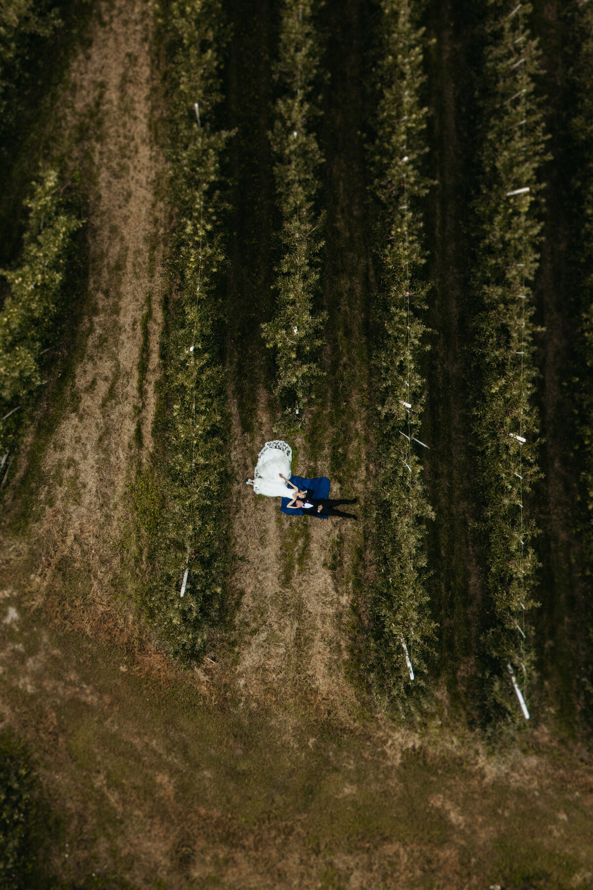 Drone shot of couple walking through orchard rows”