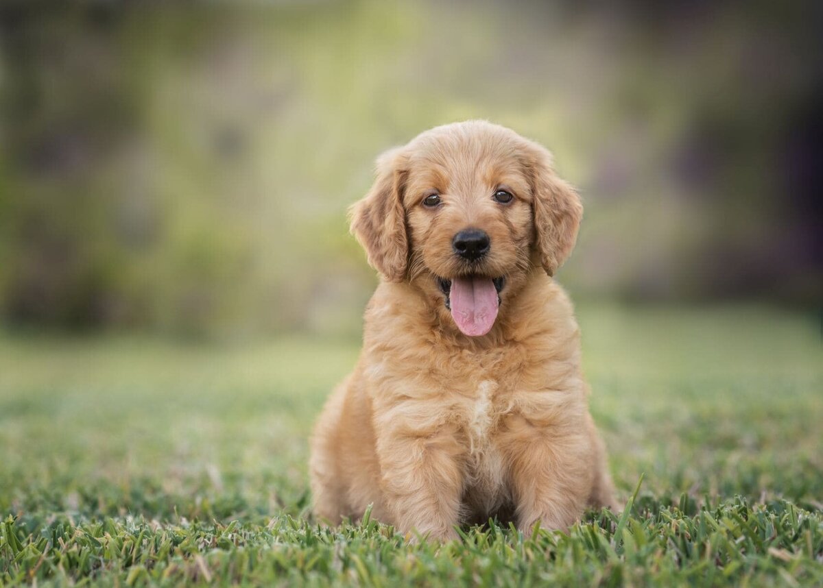 lilla-bordas-portraits-tampa-DOG-photographer1316_2