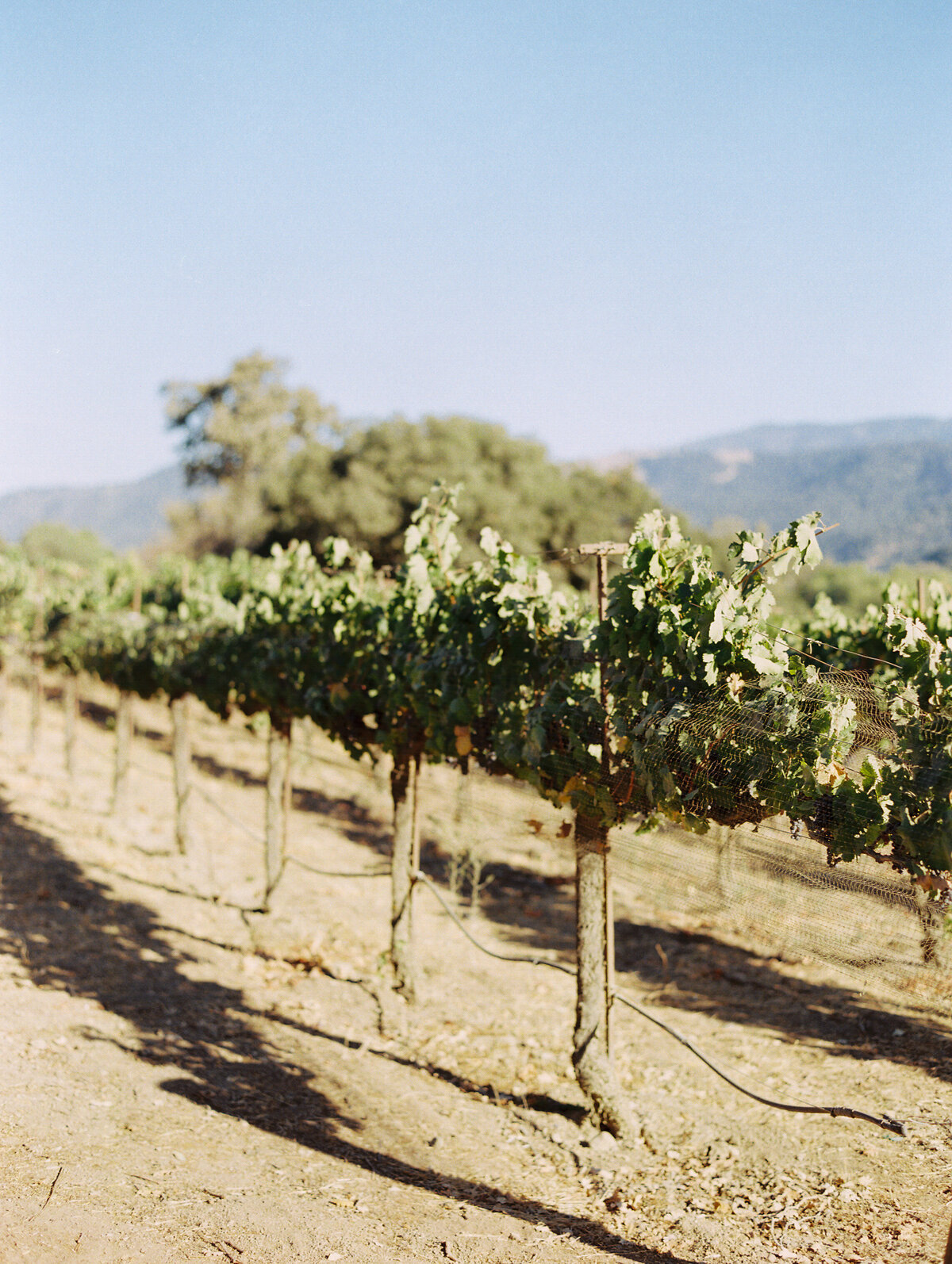 close up of vineyard at sunstone winery