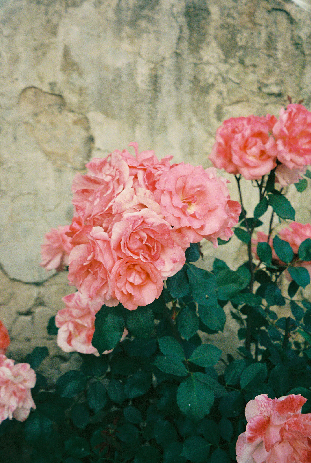 Film-wedding-35mm-Larisa-Shorina-NYC-Paris-224