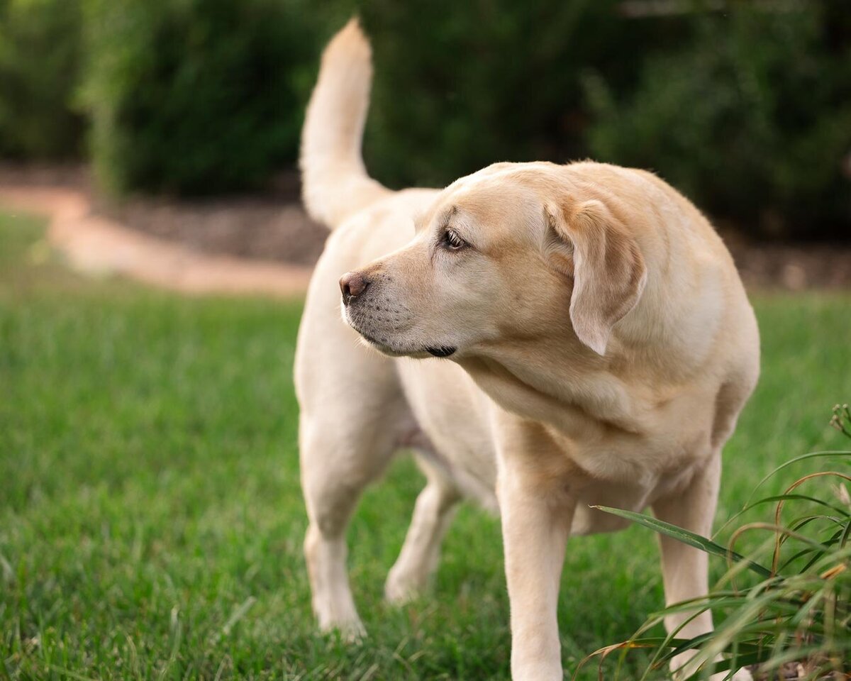 yellow-labrador-teasing-neighbor-dogs-11296