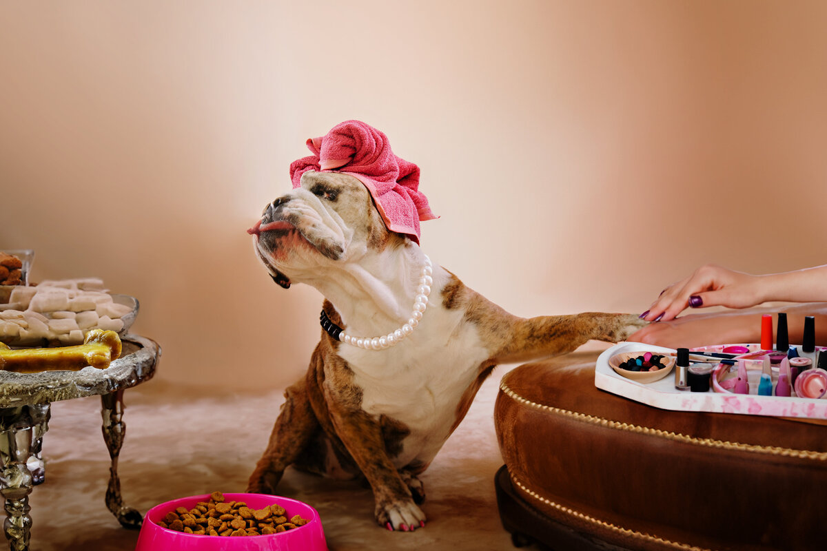 Longmont-Pet-Photographers-English-Bulldog (12)