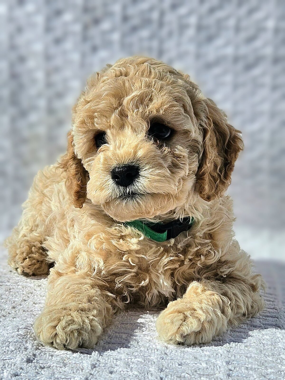 past PuppyCavapoo Maple4