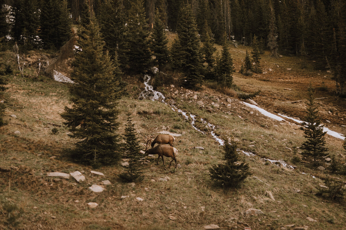 RMNP elk