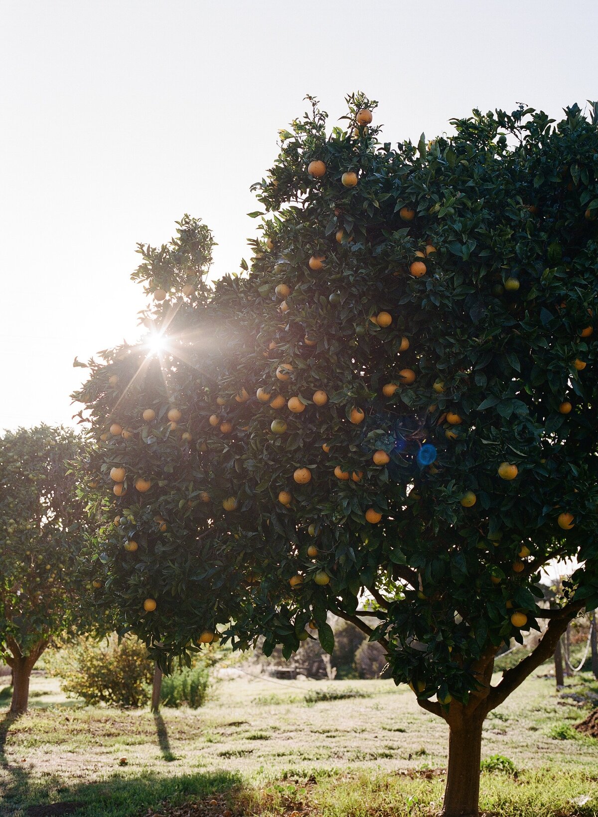 Vogue wedding orange tree for california couple