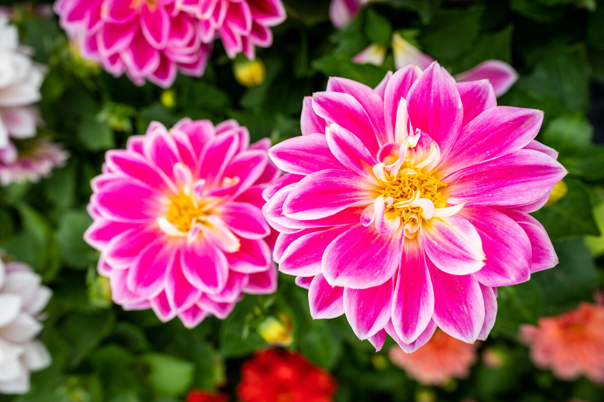 2021-05 bcg flower dahlia 7796 (1)