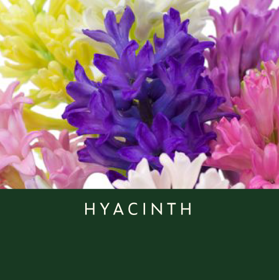 Hyacinth