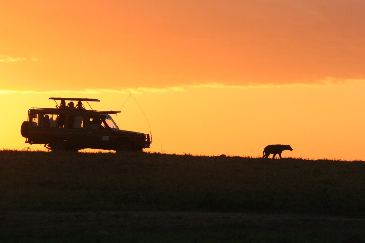 Safaris 7