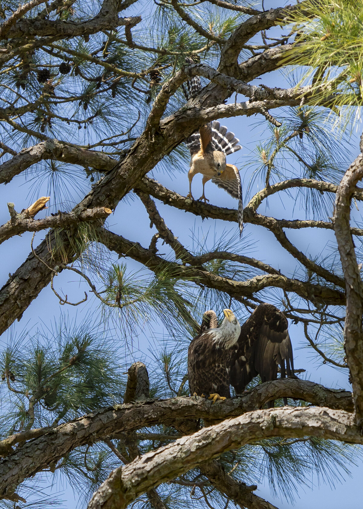 Eagle Tree_RGEORGE_20220327005