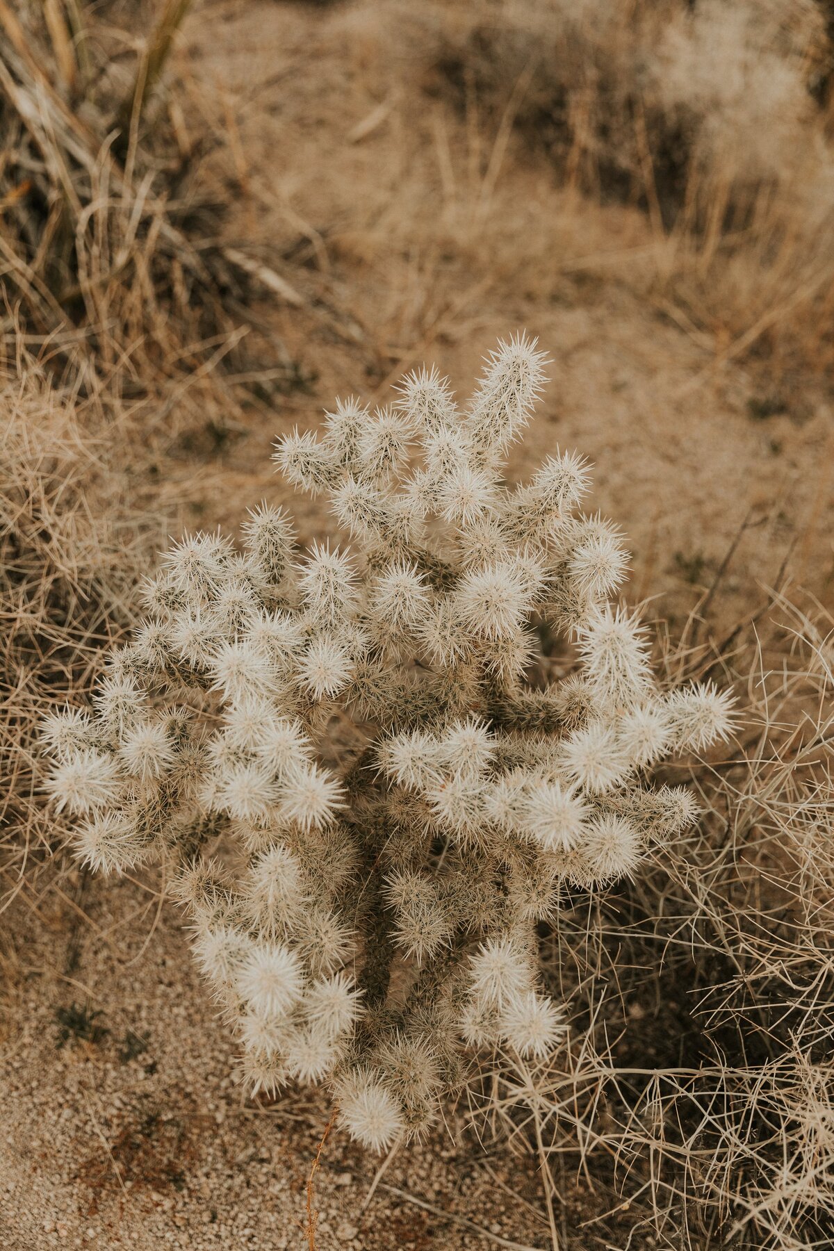 Joshua-Tree-Elopement-26