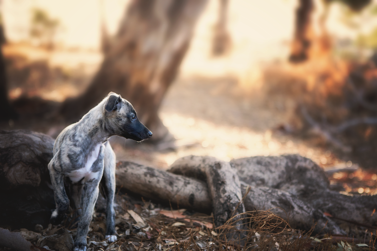 Mount barker Adelaide Hills dog pet photoshoot