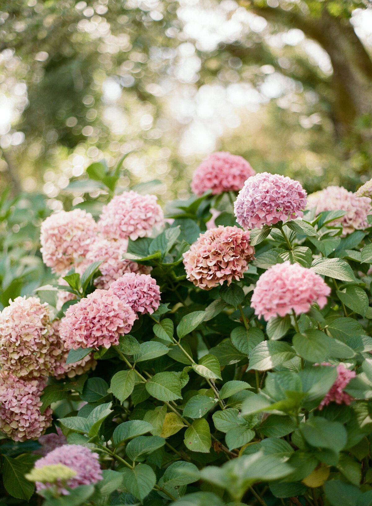 Sarah + Ainsley Filoli California Wedding Sneak Peeks Cassie Valente Photography 0001