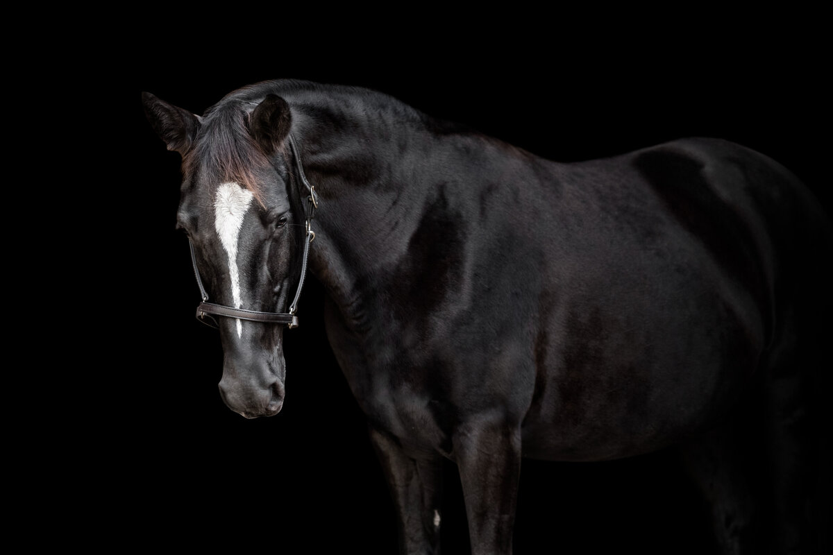 Equine fine art photos in Tallahassee Florida