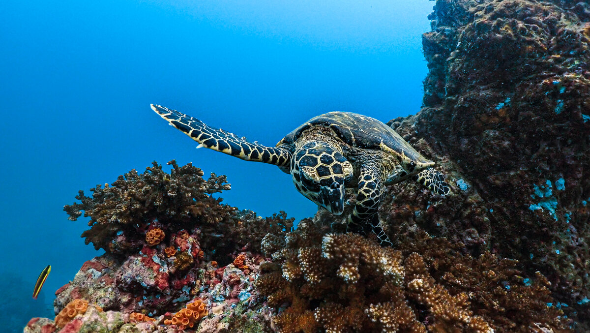 Photo of a sea turtle taken by a scuba diver on a coral reef
