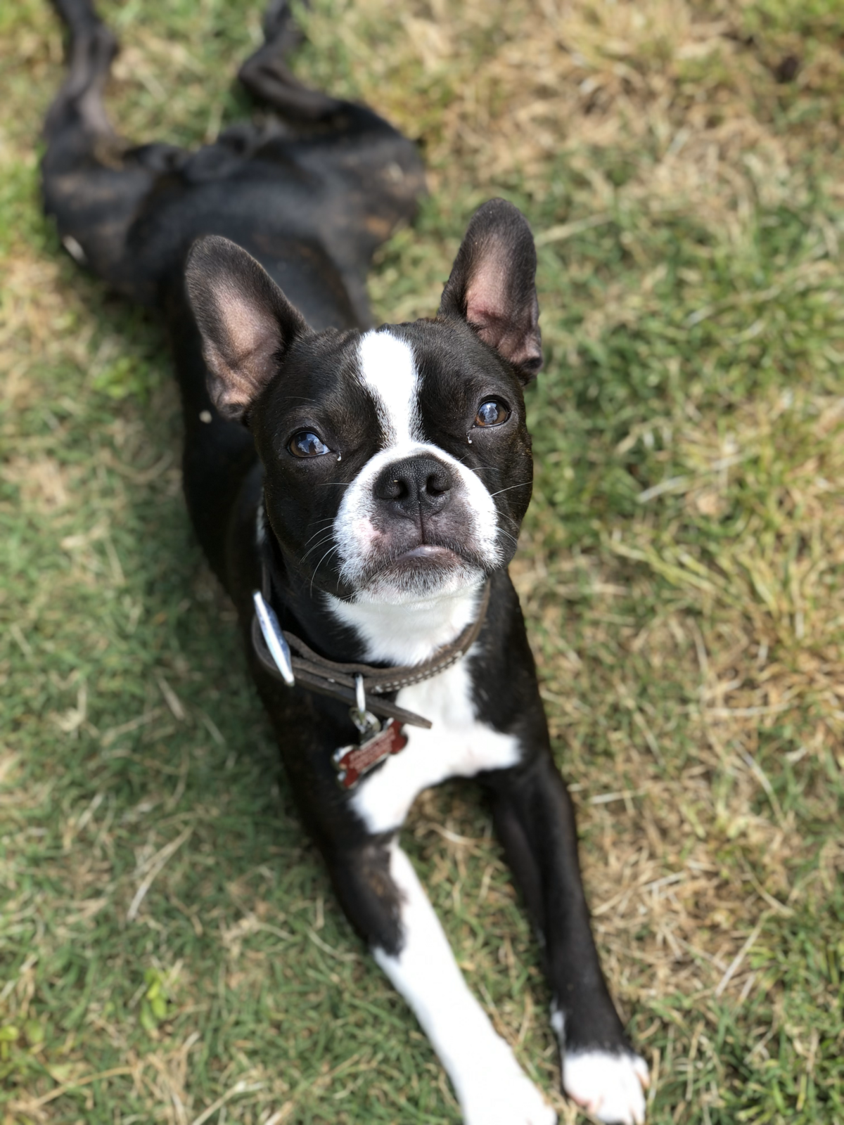 Tuxedo Pups Tuxedo Boston (5)
