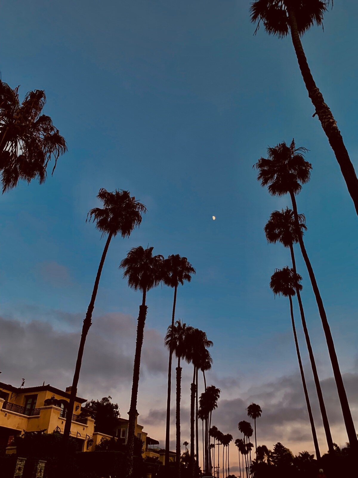 palms