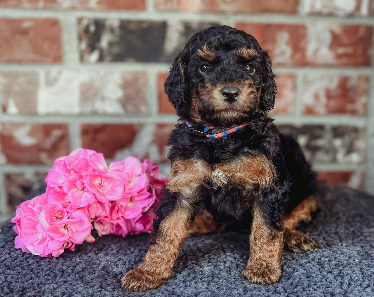 Salish Sea Miniature Poodles--120