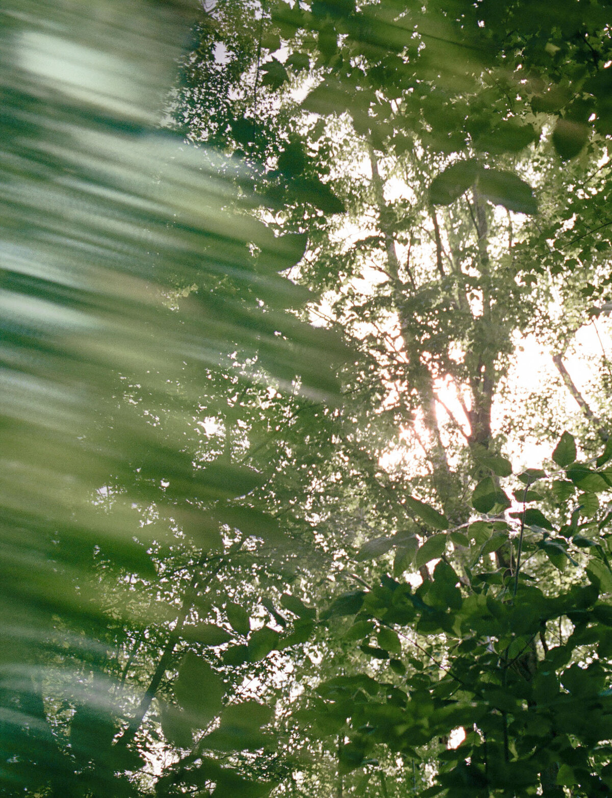 refracted sunlight through green trees, film branding photography in forest for Detroit Rose, scent and candle company in Michigan