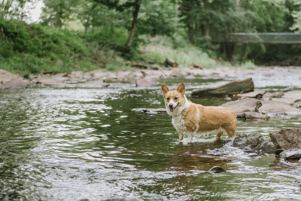 nj-pet-photography-river-shoot