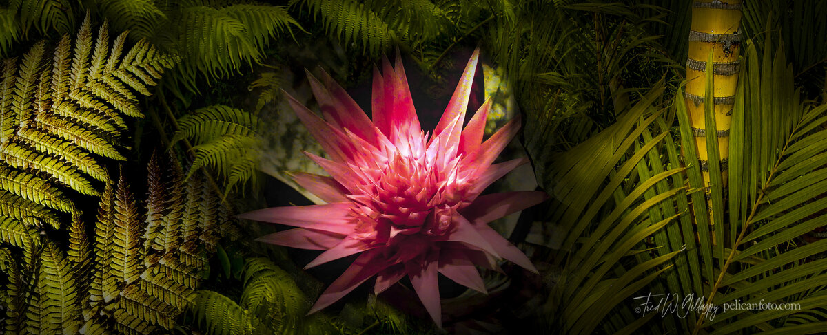 Panorama of exotic Aechmea Fasciata (Urn Plant) in a Hawaiian Tropical Forest.