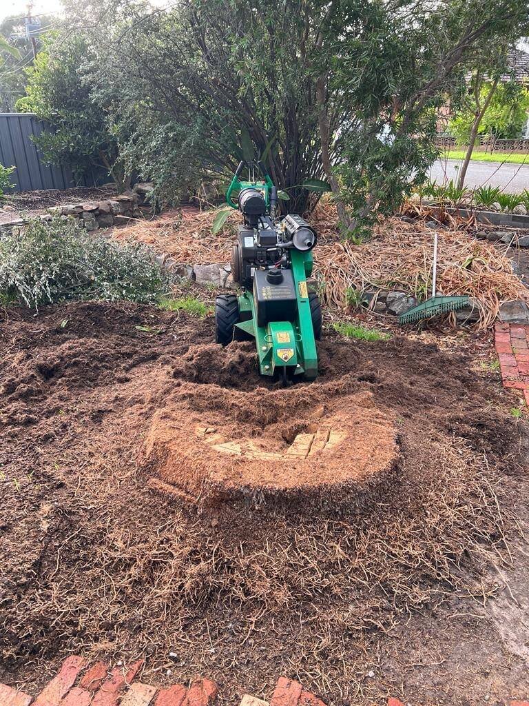 Evergreen Tree Services SA-Stump Grinding-005