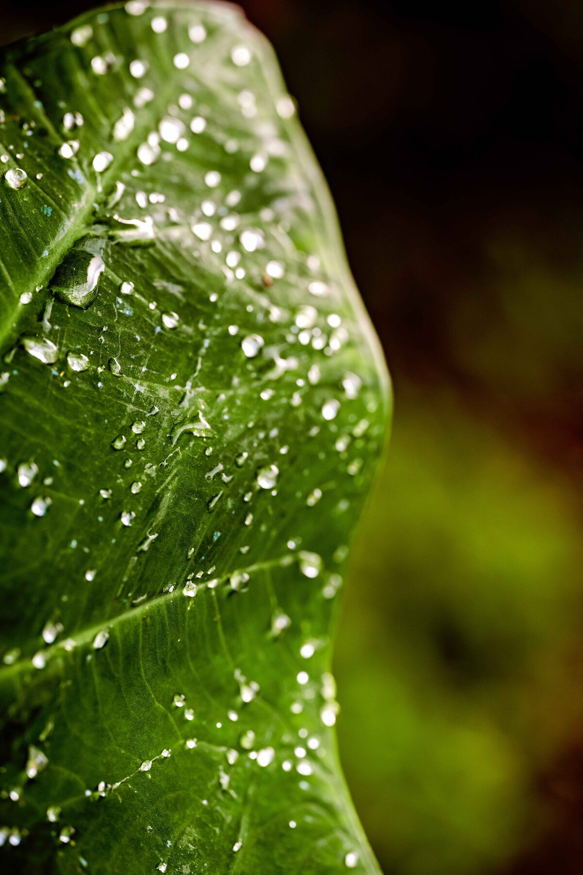 _DSC4388-Edit