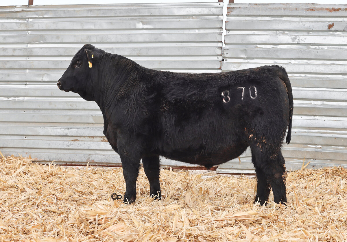 Sonstebo - 870 (L)
