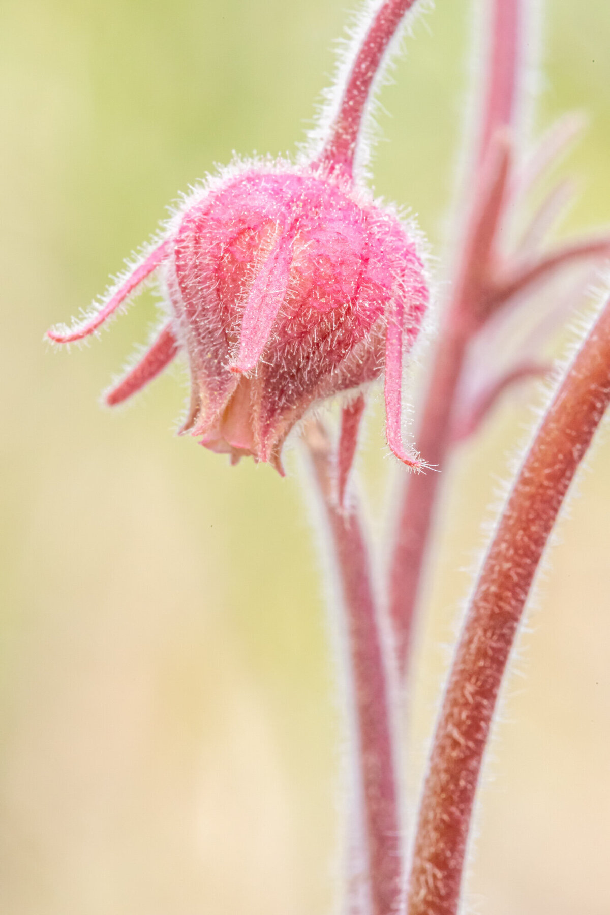 Pink prairie smoke Montana wildflower, Mount Sentinel, Missoula