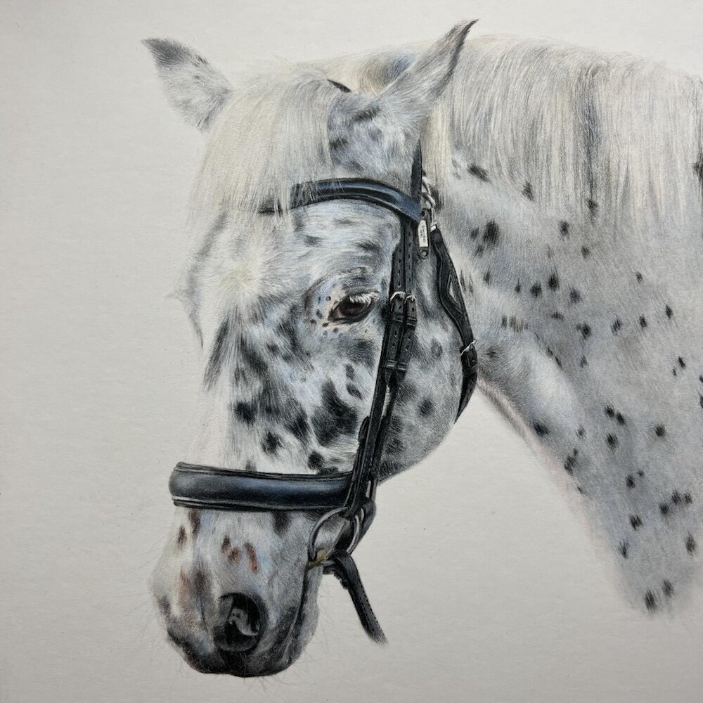 Speckled-Horse---Coloured-Pencil-Pet-Portrait---Bonny-Snowdon-Fine-Art