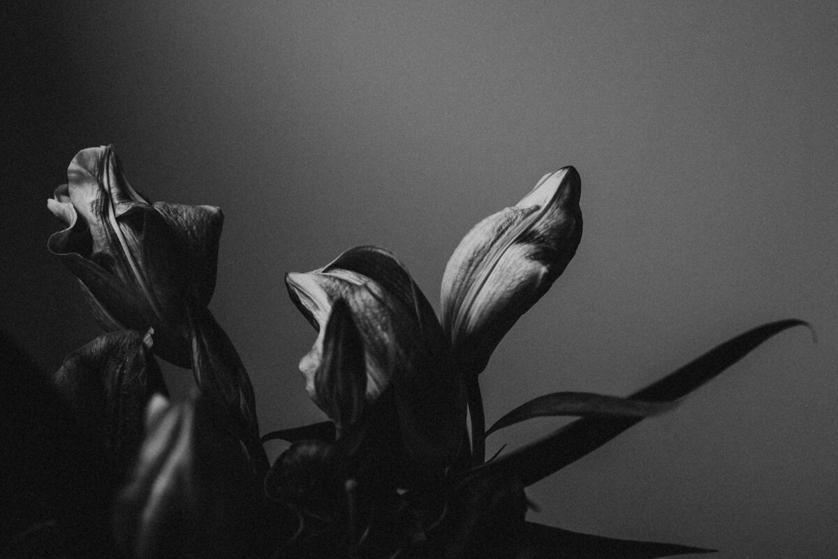 Black and White Flower Imagery for heading of Steph Kines Photo Blog