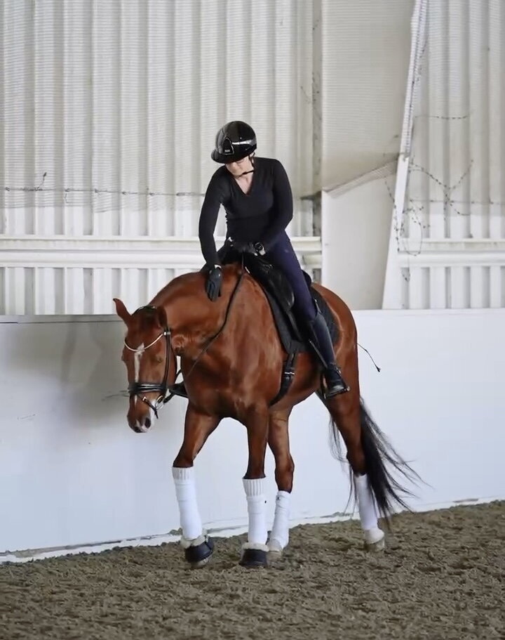 FEI dressage rider petting the neck of a chestnut horse with LeMieux white polos wraps on it's legs
