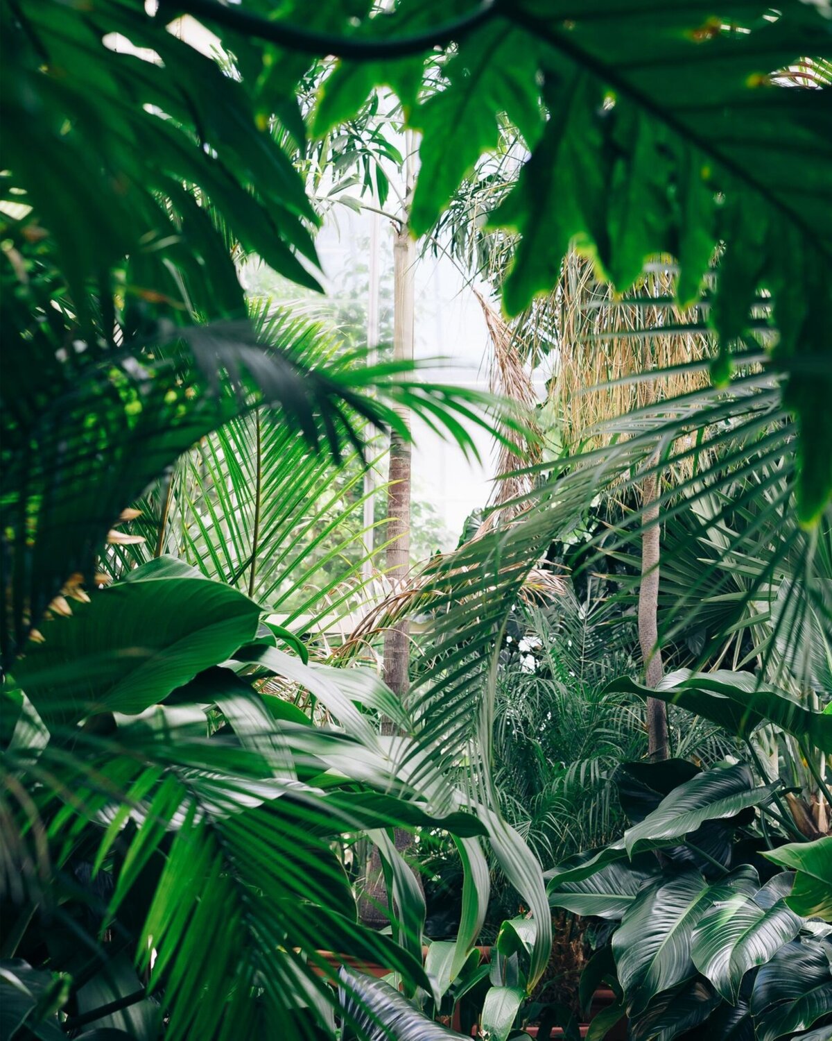 jungle-background-for-attachment-styles-website