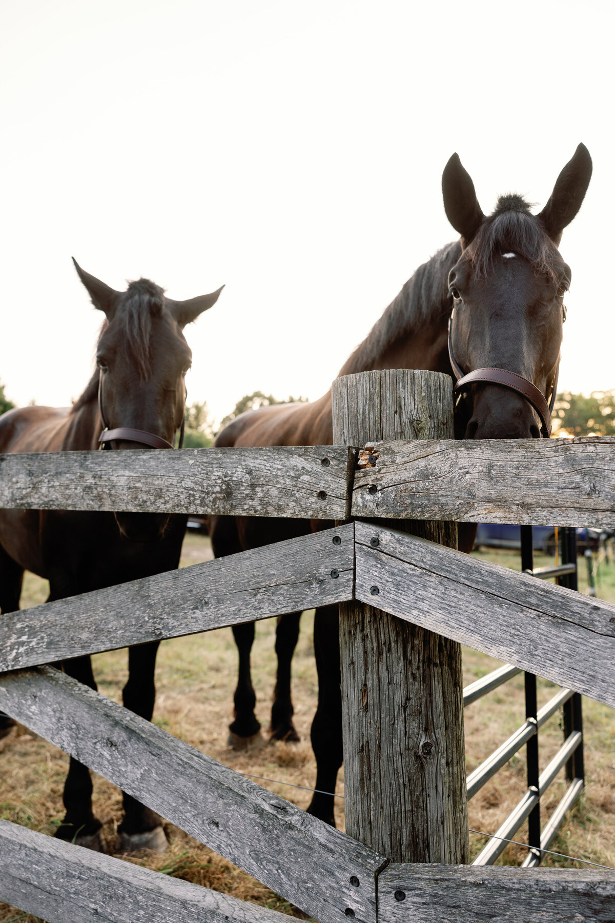 Equestrian wedding