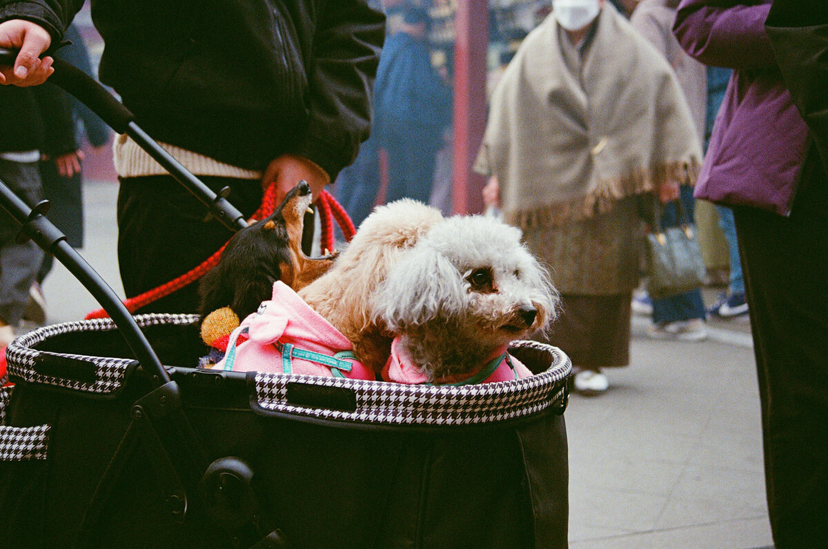 Film-Photographer-New-Zealand-117