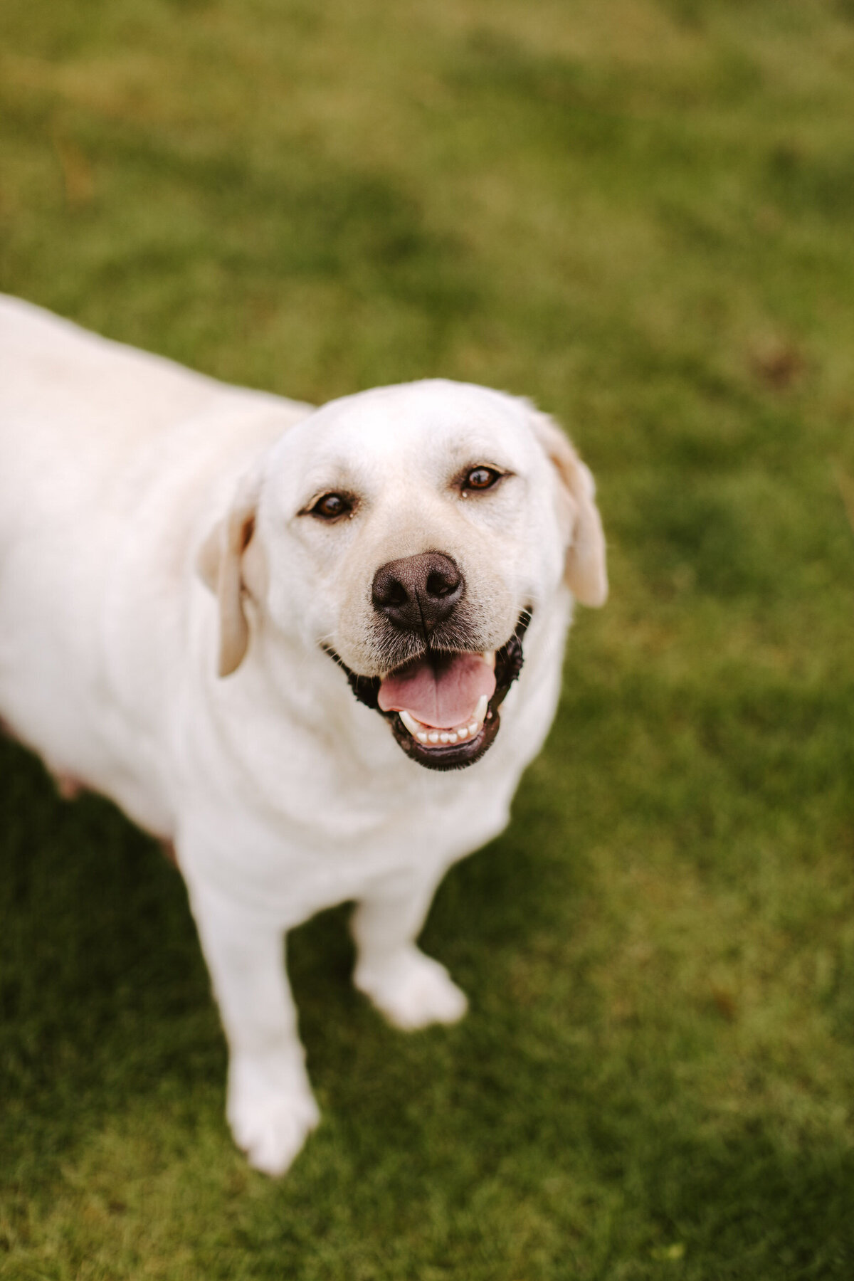 Saddle Creek Pups | Alison Faith Photography-2744