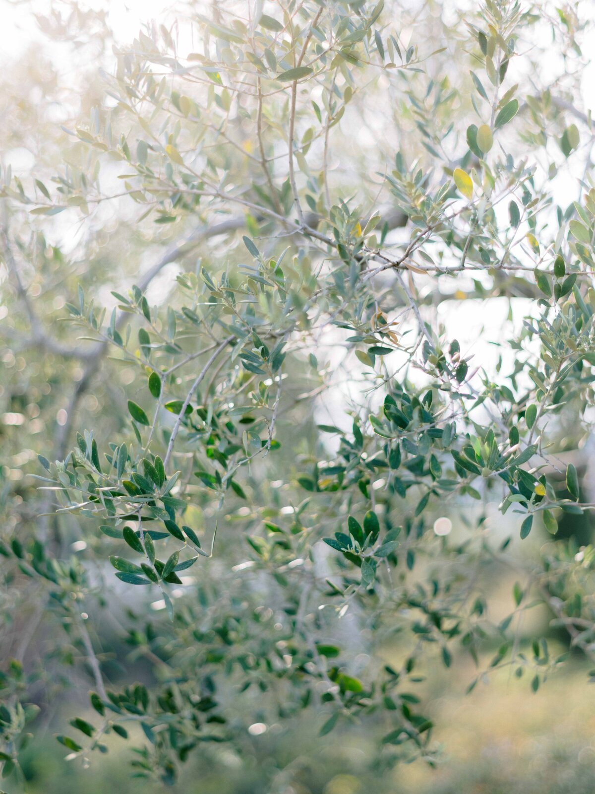 Olive Tree Closeup