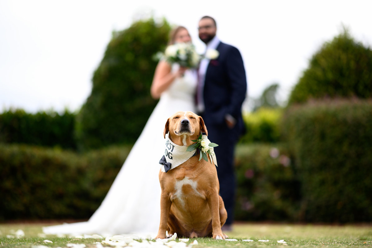 wedding-dog