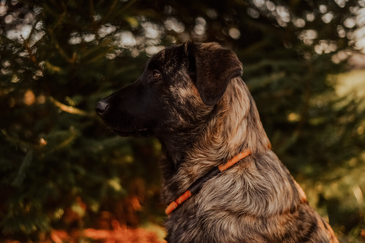 Estrela Mountain Dog Puppy Short Hair-25