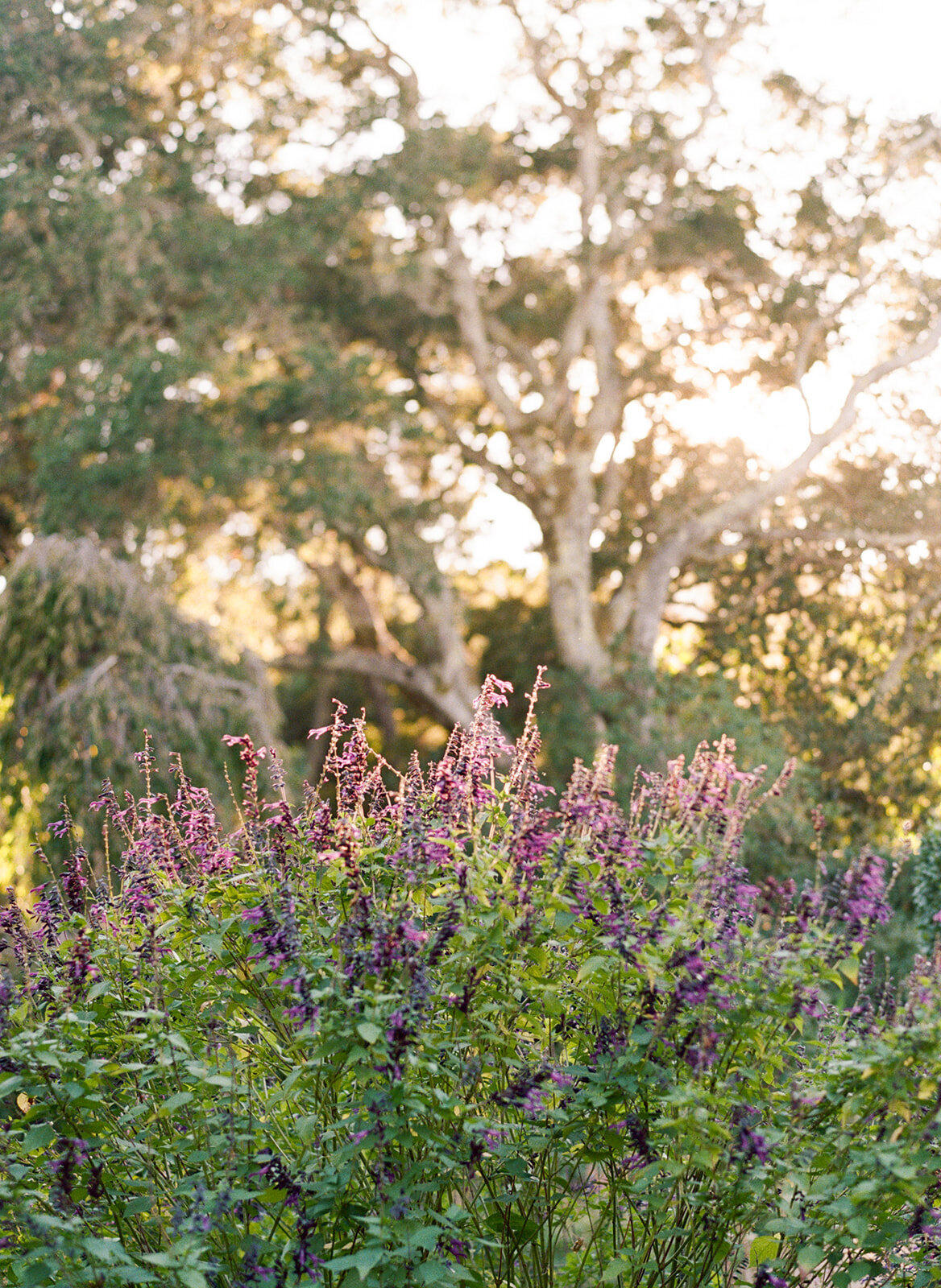 Filoli-Garden-Wedding-3