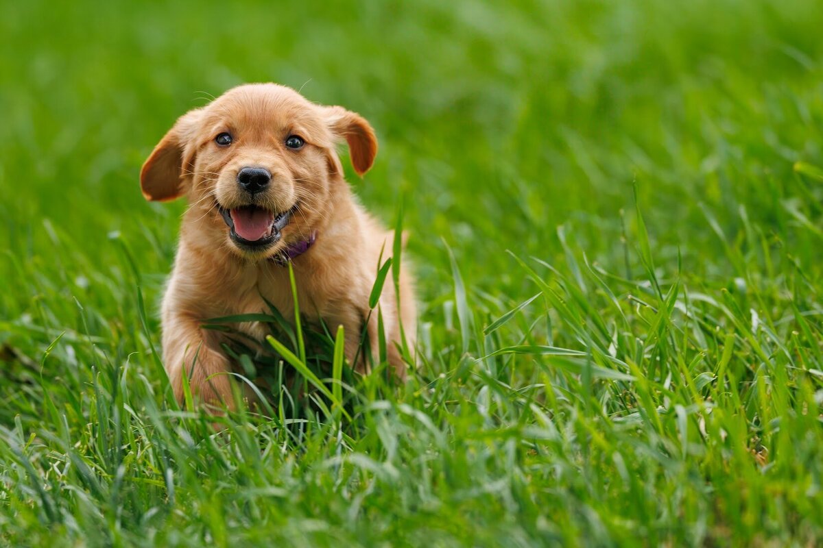 Appelgate-Golden-Retriever-Puppies-4